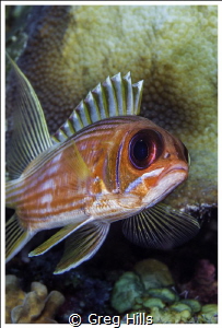 A close up of a Squirrelfish o Ambergris Caye, Belize. by Greg Hills 